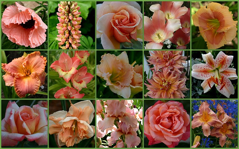 GARDENING BASICS "POOR SOIL = POOR FLOWERS Sowing the Seeds