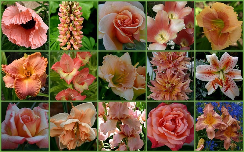 GARDENING BASICS "POOR SOIL = POOR FLOWERS Sowing the Seeds