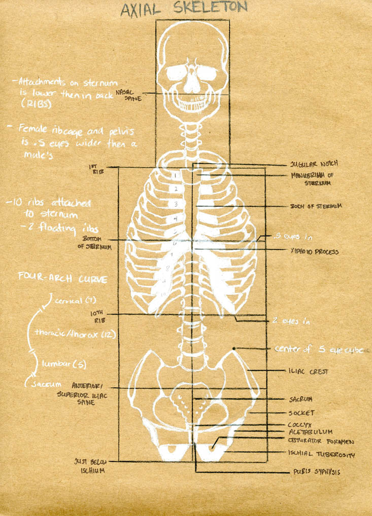 Anatomy Sketchbook, Part II "The Skeleton Torso" | Desired Illustrations
