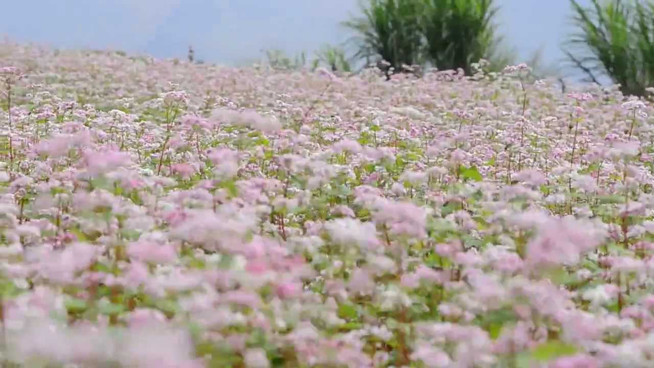 Du lịch Hà Giang Mùa Hoa Tam Giác Mạch 5 hoa tam giac mach