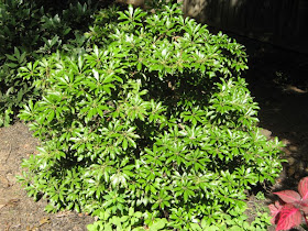 65 Best Plants For Landscape Plan Images Plants Landscaping