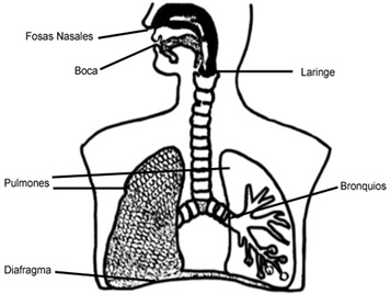 Funciones De Todos Los Organos Del Sistema Respiratorio