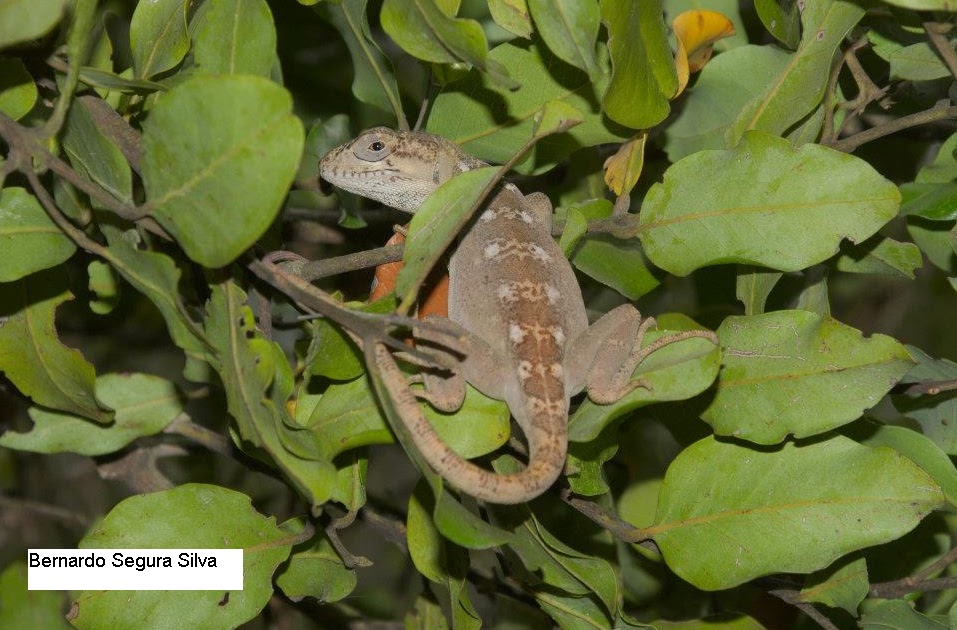 especies chilenas El Gruñidor de Valeria (Pristidactylus valeriae)