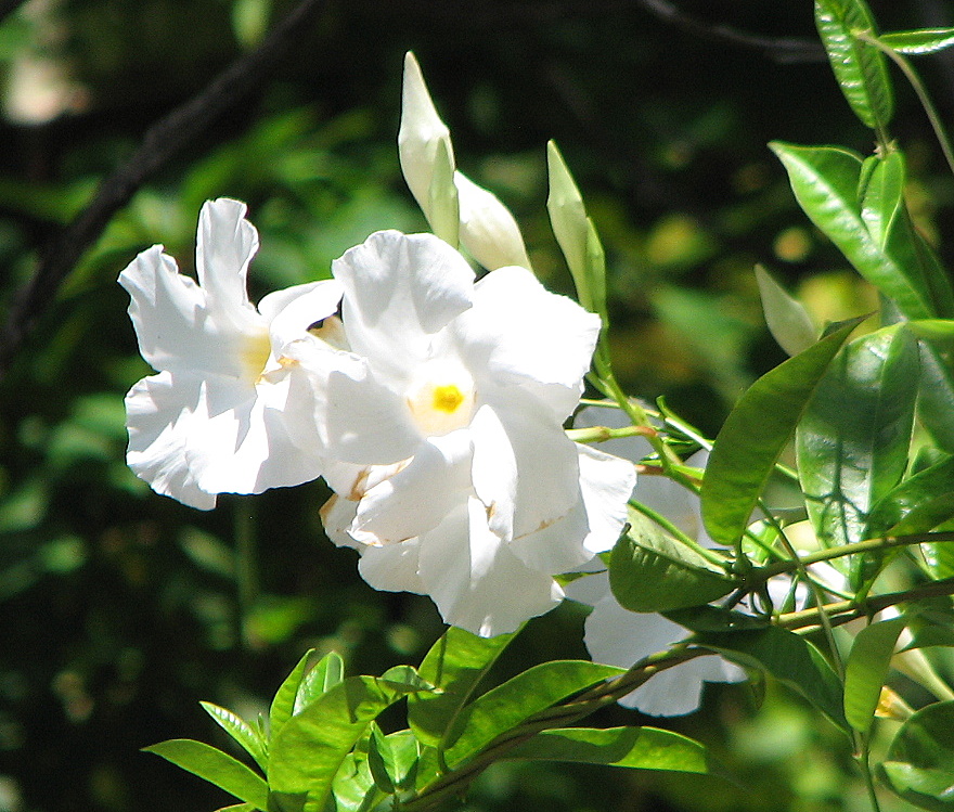 mandevilla white fantasy