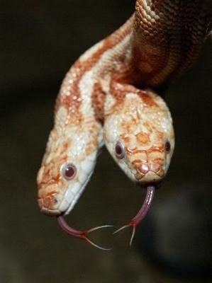 two headed snakes 21