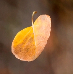 [Hình: fall-leaves-falling-autumn-colors.jpg]