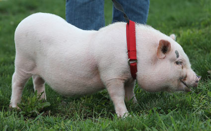 mini pot belly pigs as pets and care pot bellied pigs size potbelly pigs size