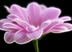 Desktop Wallpaper Black And White Flowers