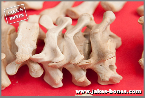 A first look at a very unusual skeleton : Jake's Bones