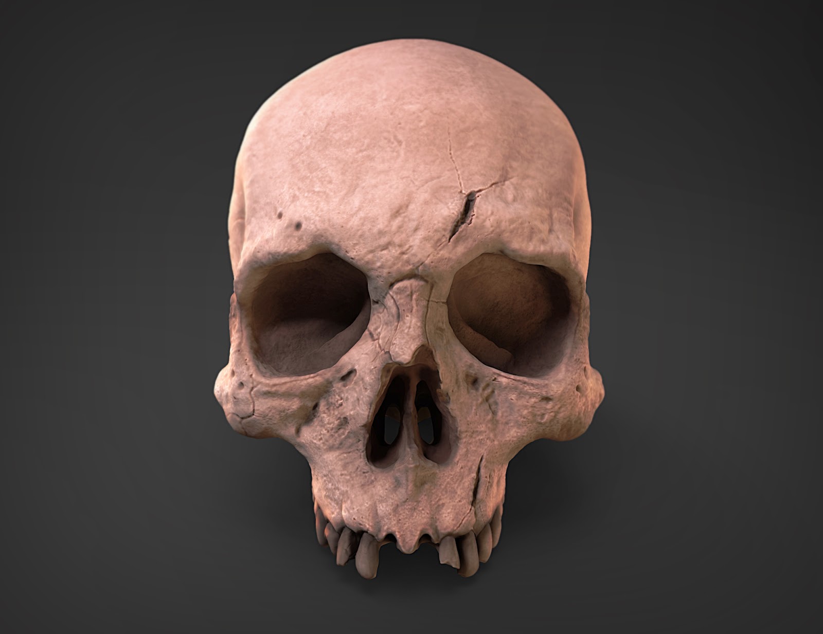 skull.13.jpg