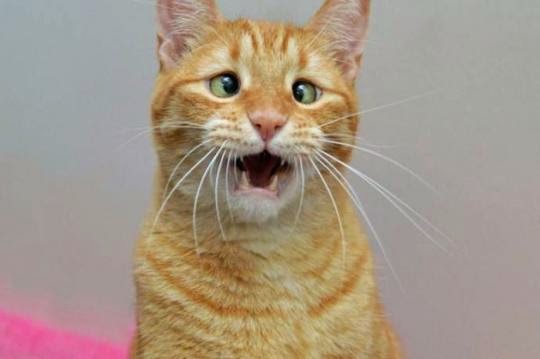 Косоглазый кот Джарвис Косоглазый кот Джарвис