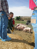 Picking up pigs for 4-H