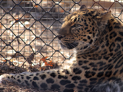 AMUR LEOPARDS ~ thePiperSHIHTZU