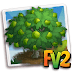 Fv2 Breadnut Tree ( tree,elder,heirloom )