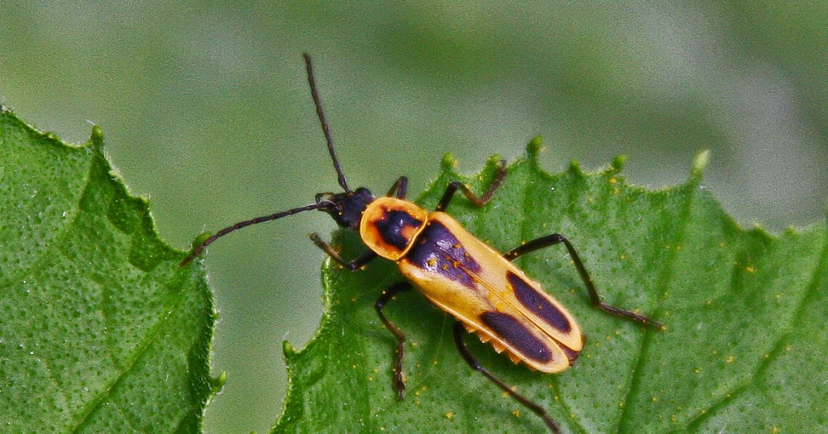 Bexar County Entomology Soldier Beetles good or bad?