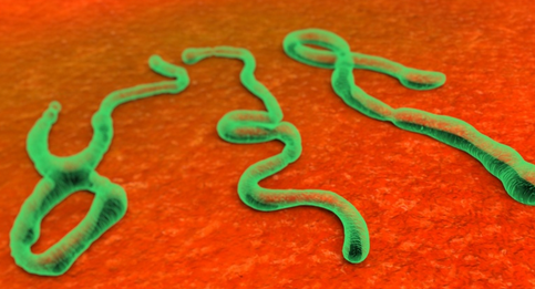 Ebola Nedir? Ebola Virüsü, Ebola Öldürücü Hastalık mı?