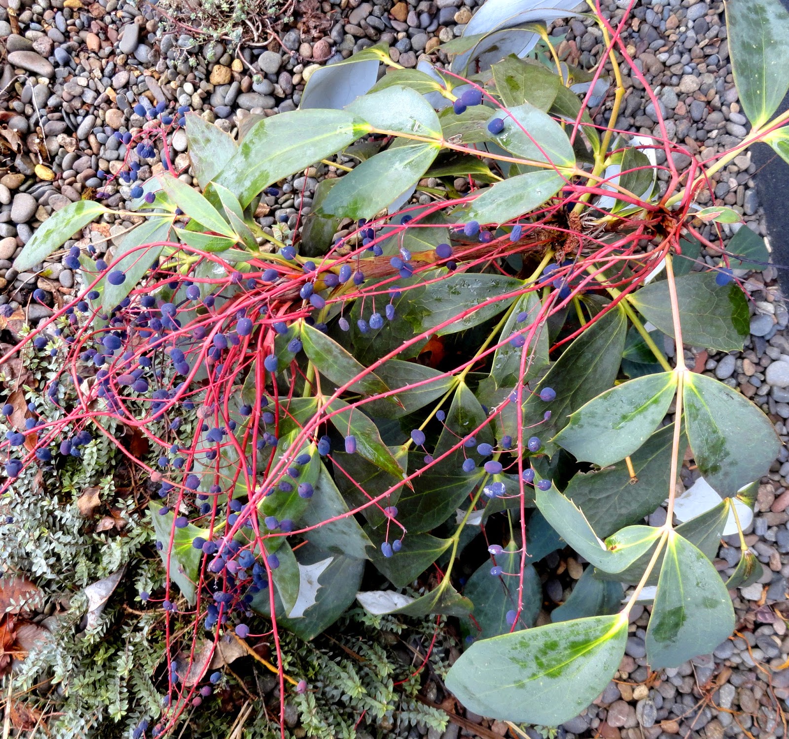 Flora Wonder Blog Flora Farm Mahonia