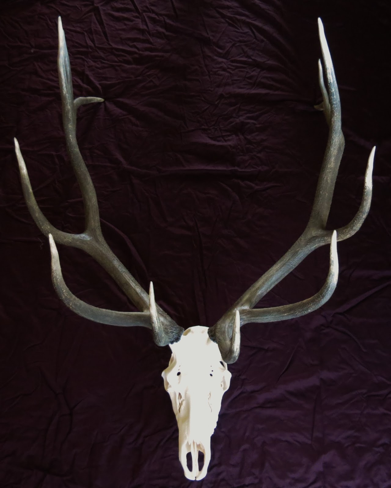 Marsh Taxidermy Elk Skulls