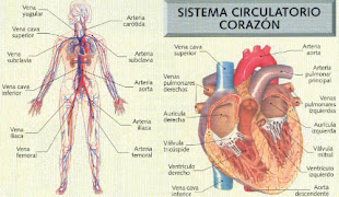Sistema Circulatorio.