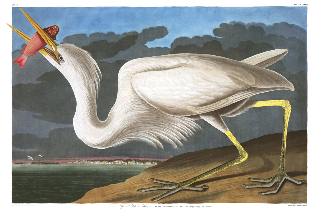 download audubon lights out download audubon lights out