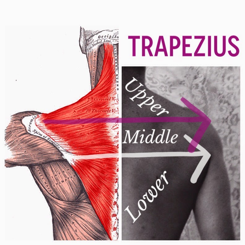 The Hip Joint Trapezius