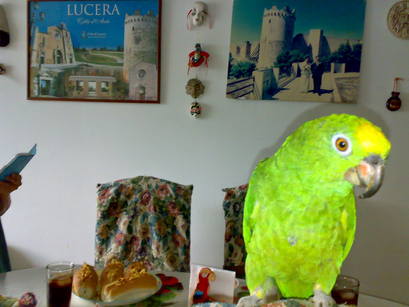 attilio folliero: I miei tre pappagalli: Portobello, Rocco e Mago