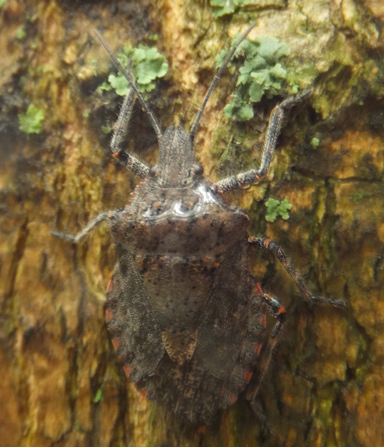 Roadside Field Notes: Four-humped Stink Bug