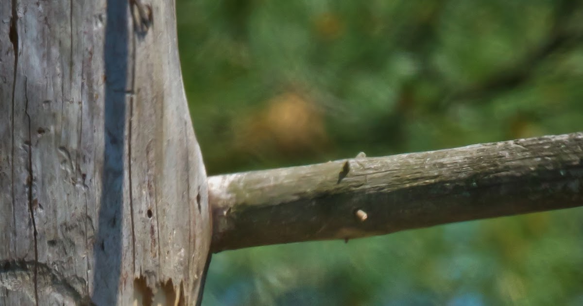 Feather Tailed Stories: Pileated Woodpecker Babies