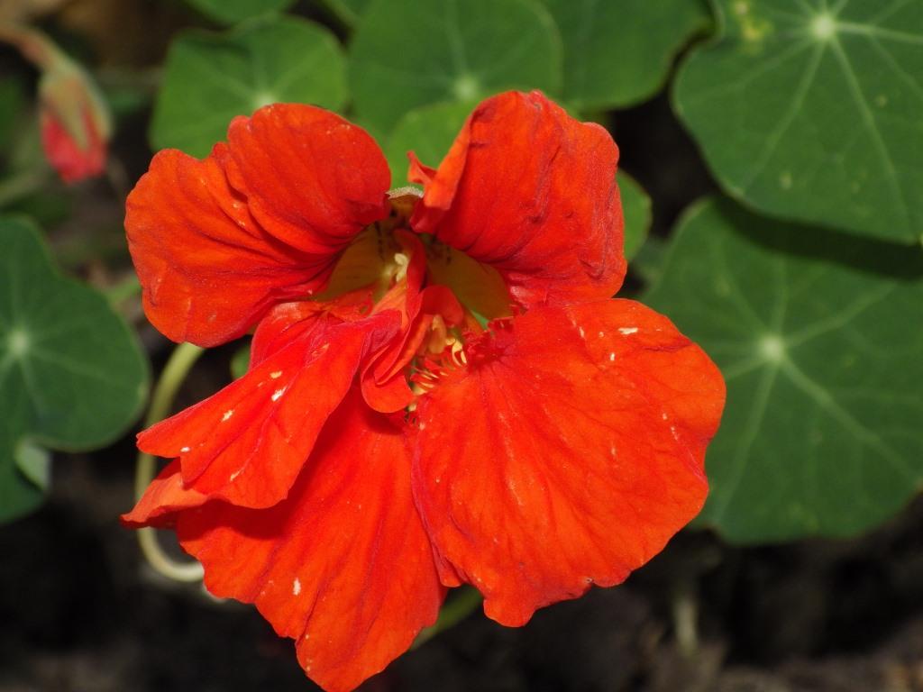 Tales from Swallow Farm Nasturtium Capers