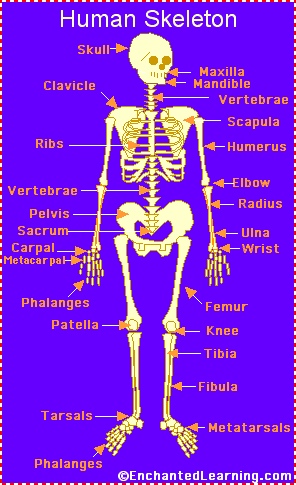 Human Bones Body