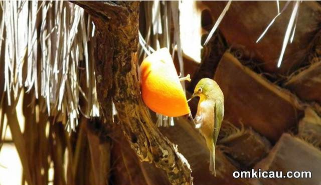 Semua Tentang Burung Burung Pleci Kacamata Penikmat Nektar Dan Buah Buahan
