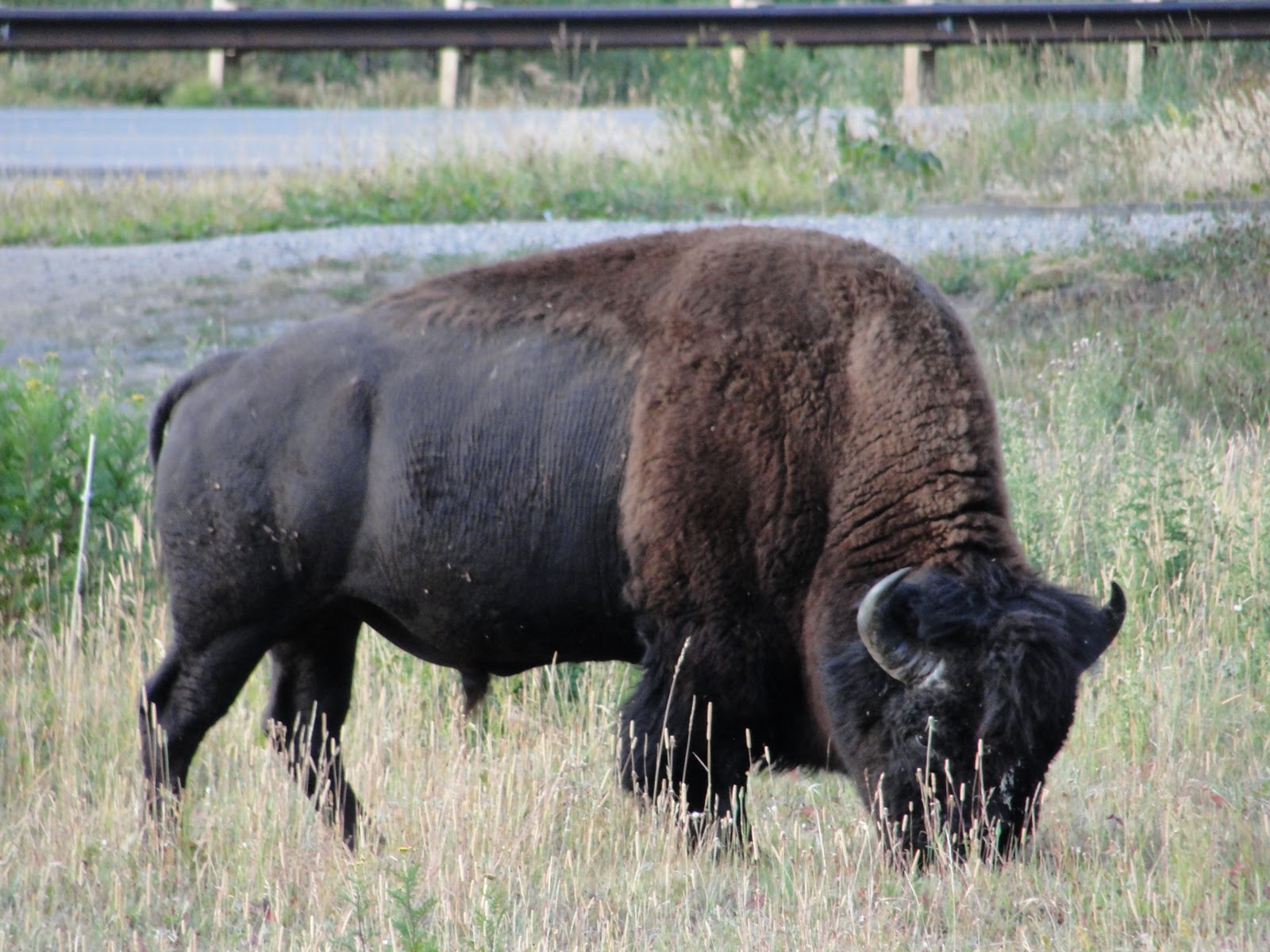 A Journal On Life And The Pursuit Of Trout September 2011