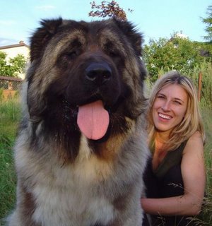 3. Tibetan mastiff 3. Tibetan mastiff