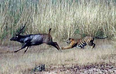 WHAT DO TIGERS EAT? |The Garden of Eaden