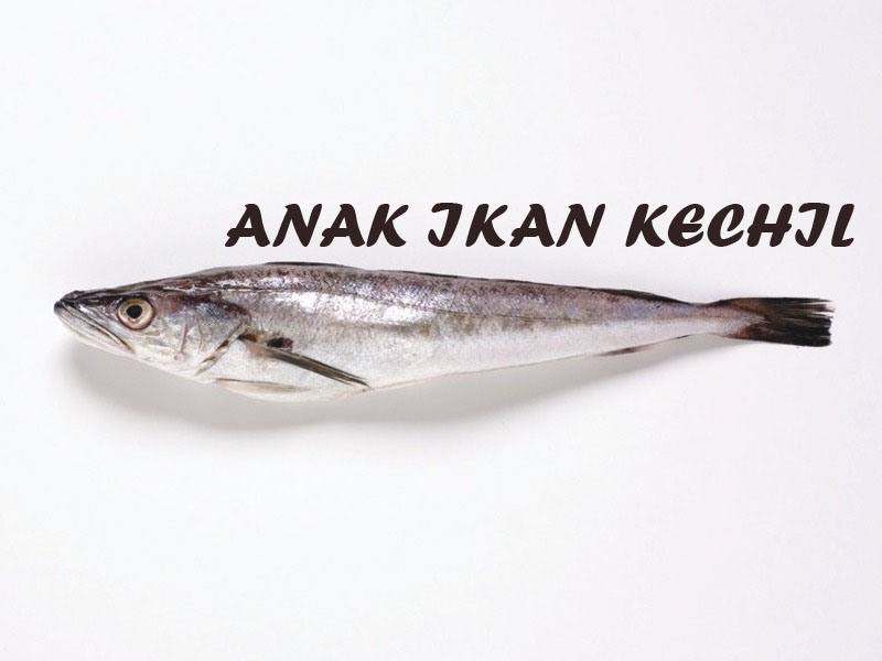 ANAK IKAN KECHIL