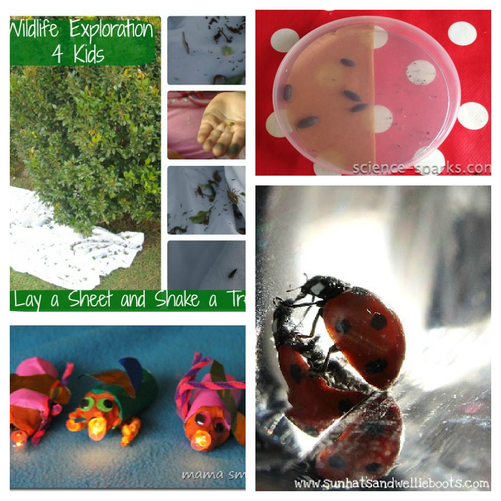 How many bugs in a box theme song bangkoklana