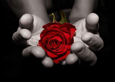 Fotografia de rosas rojas entre manos