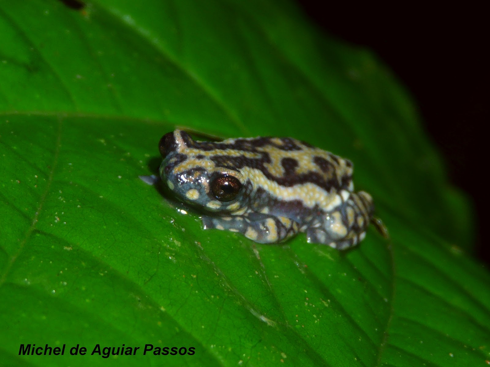 Herpetolife (Inicio) Allophryne ruthveni Gaige, 1926