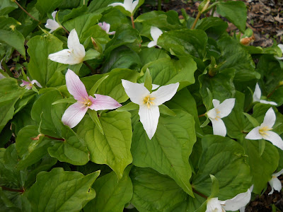 Pretty trillium