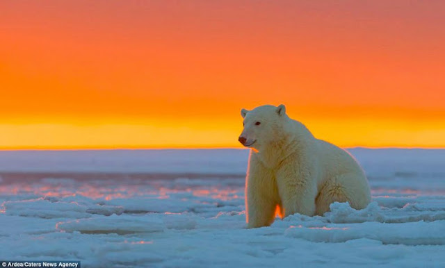 imágenes osos polares puesta del sol