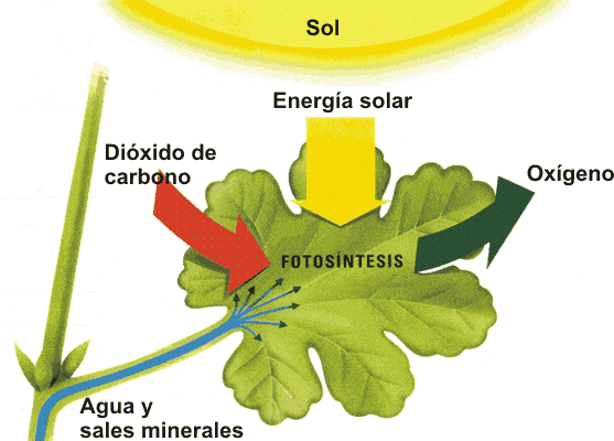 fotosíntesis - 2