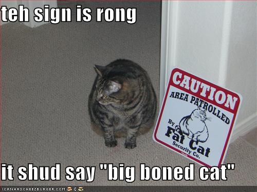 Funny fat cats