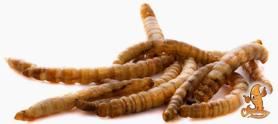 Chubby Mealworms Coupon Codes