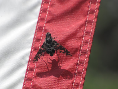 Patriotic Bee Fly (on American Flag) with Lacy Wings