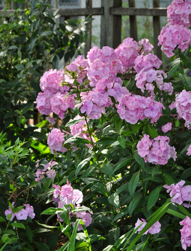 Julia S Gardens Jul 1 2011