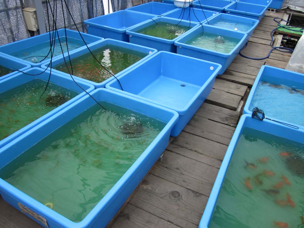 Goldfish Garage A Two Car Fishroom 07/01/2012 08/01/2012