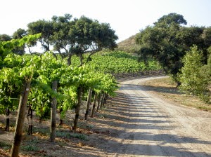 start a vineyard