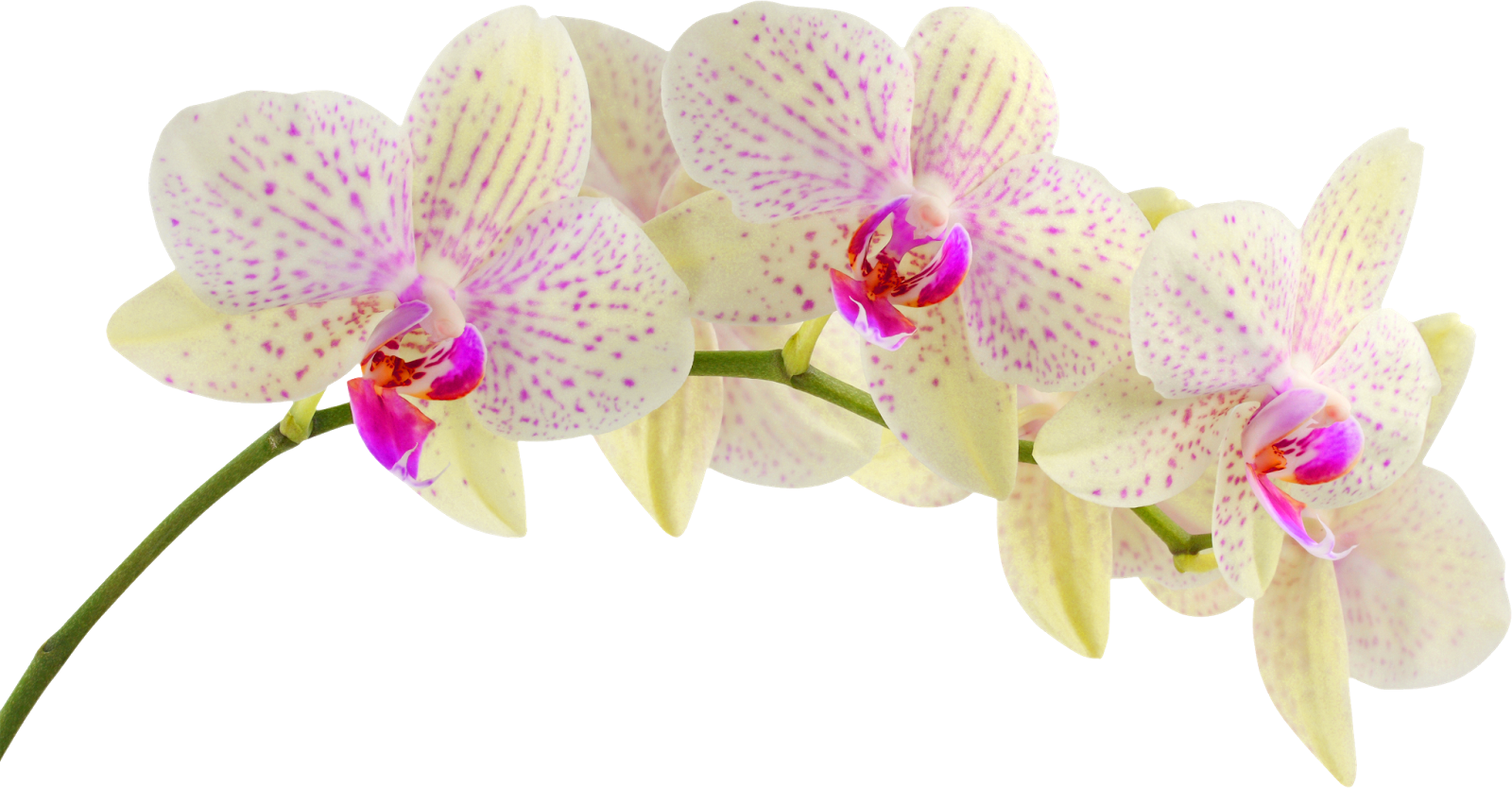 Блог Колибри: PNG клипарт "Beautiful Orchids Flower"