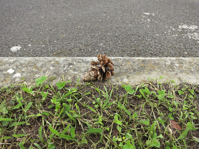 Pine Cone Balanced on the Edge of a Kerb