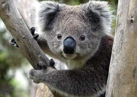 Animales En Peligro de Extinciòn (Koala)